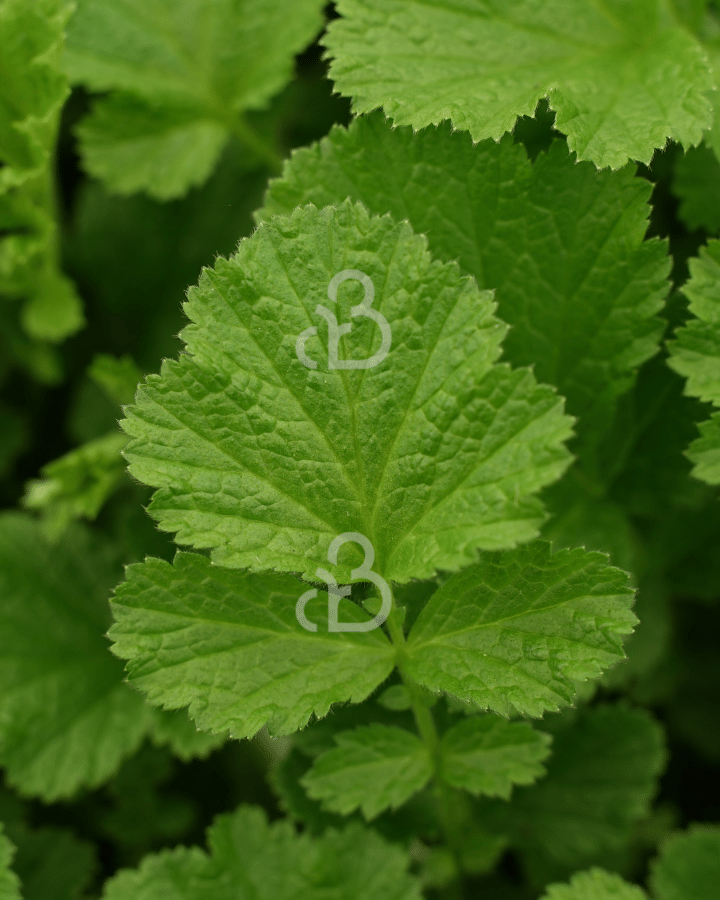 Geum rivale 'Leonard's Variety' | Nagelkruid | Vaste plant