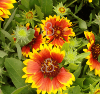Gaillardia 'Kobold' | Kokardebloem | Vaste plant