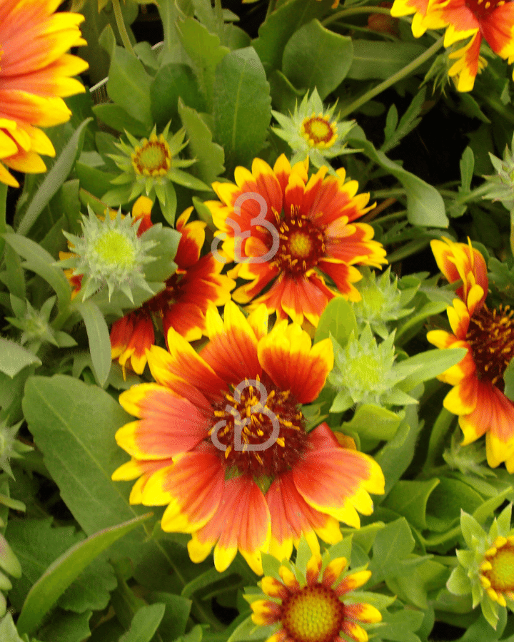 Gaillardia 'Kobold' | Kokardebloem | Vaste plant