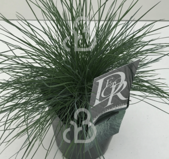 Festuca glauca 'Elijah Blue' | Blauw schapegras | Siergras