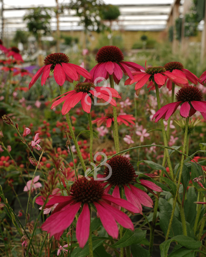 Echinacea purp. 'Magenta Pearl' | Zonnehoed | Vaste plant