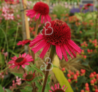 Echinacea purp. 'Delicious Candy' | Zonnehoed | Vaste plant