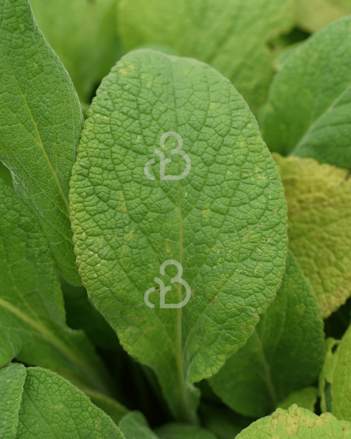 Digitalis purp. 'Apricot Beauty' | Vingerhoedskruid | Vaste plant