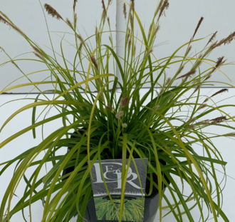 Carex oshimensis 'Everillo' | Zegge | Siergras