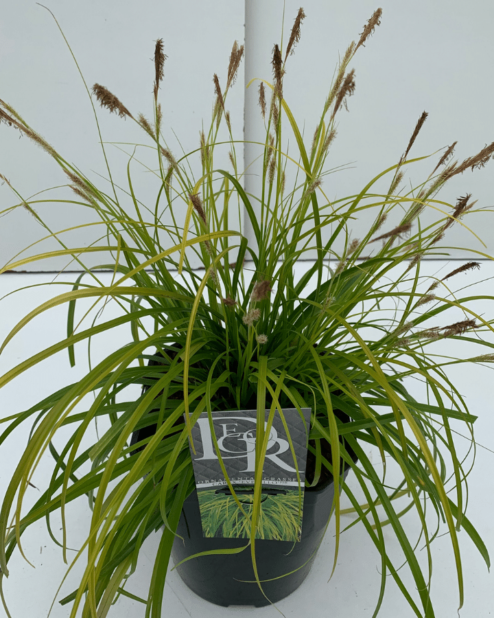 Carex oshimensis 'Everillo' | Zegge | Siergras