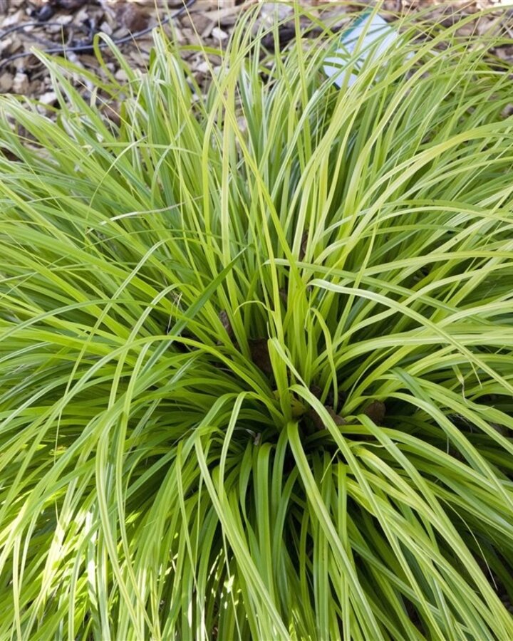 Carex oshimensis 'Everillo' | Zegge | Siergras