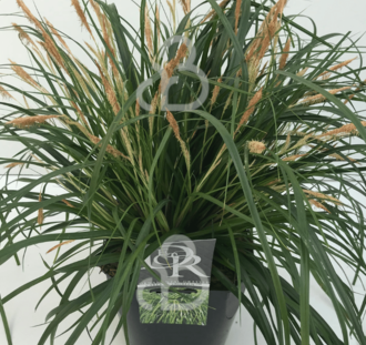 Carex osh. 'Evergreen' | Zegge | Siergras