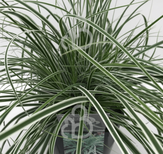 Carex oshimensis 'Everest' | Zegge | Siergras