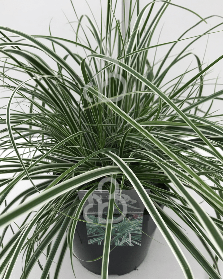 Carex oshimensis 'Everest' | Zegge | Siergras
