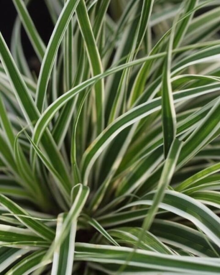 Carex oshimensis 'Everest' | Zegge | Siergras