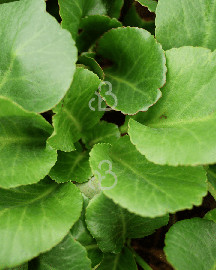 Bergenia 'Bressingham Ruby' | Schoenlappersplant | Vaste plant