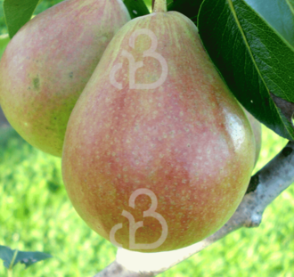 Pyrus c. 'Kamperveen' | Perenboom