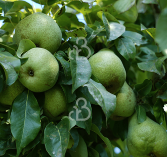 Pyrus c. 'Emile d'Heyst' | Perenboom