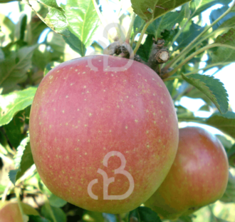 Malus d. 'Groninger Pippeling' | Appelboom