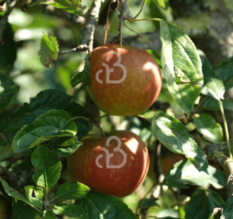 Malus d. 'Groninger Pippeling' | Appelboom
