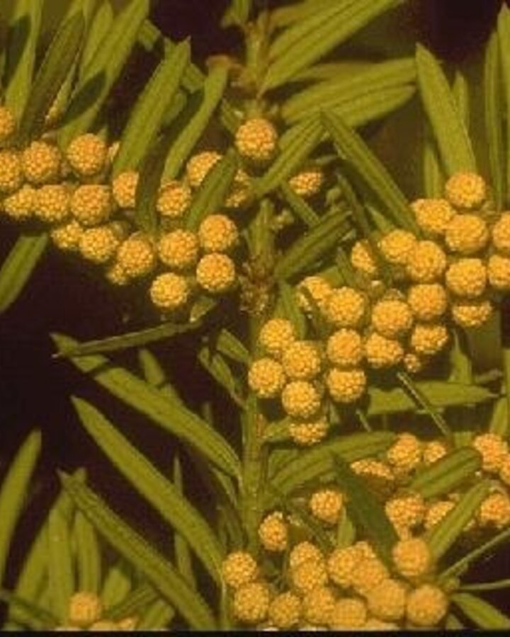 Taxus baccata / Venijnboom