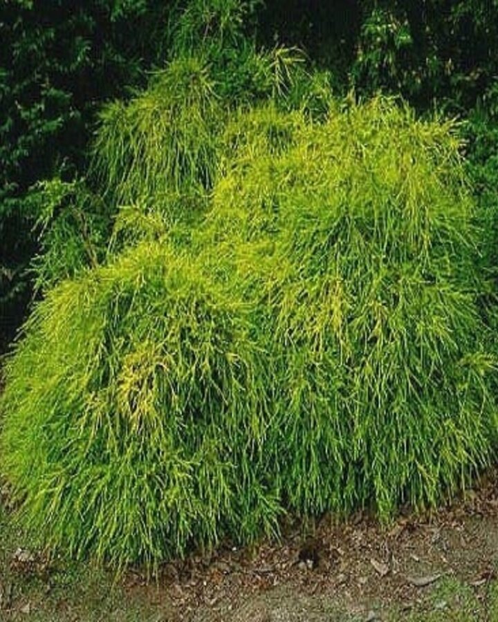 Chamaecyparis p. 'Sungold'