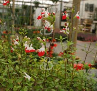 Salvia micr. 'Hot Lips' | Salie | Heester