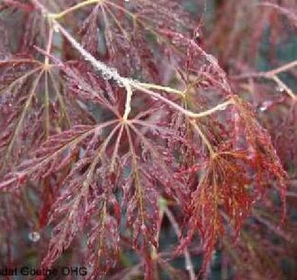 Acer palmatum 'Dissectum Garnet' | Japanse esdoorn | Laanboom