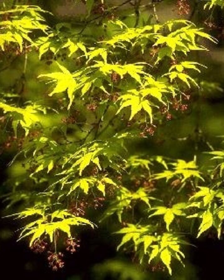 Acer palmatum | Japanse esdoorn | Laanboom
