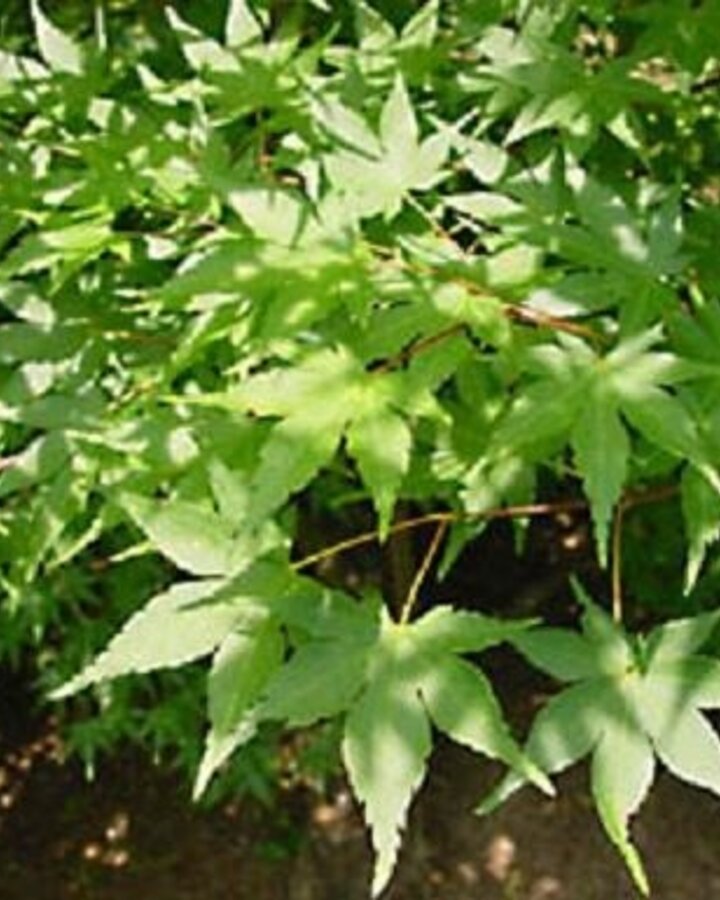 Acer palmatum | Japanse esdoorn | Laanboom