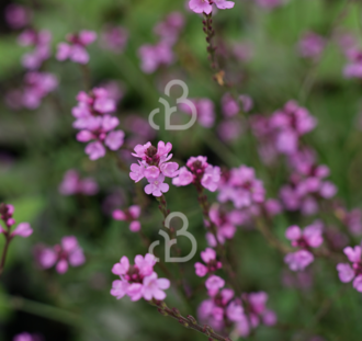 Verbena off. Bampton | ijzerhard |  Vaste plant
