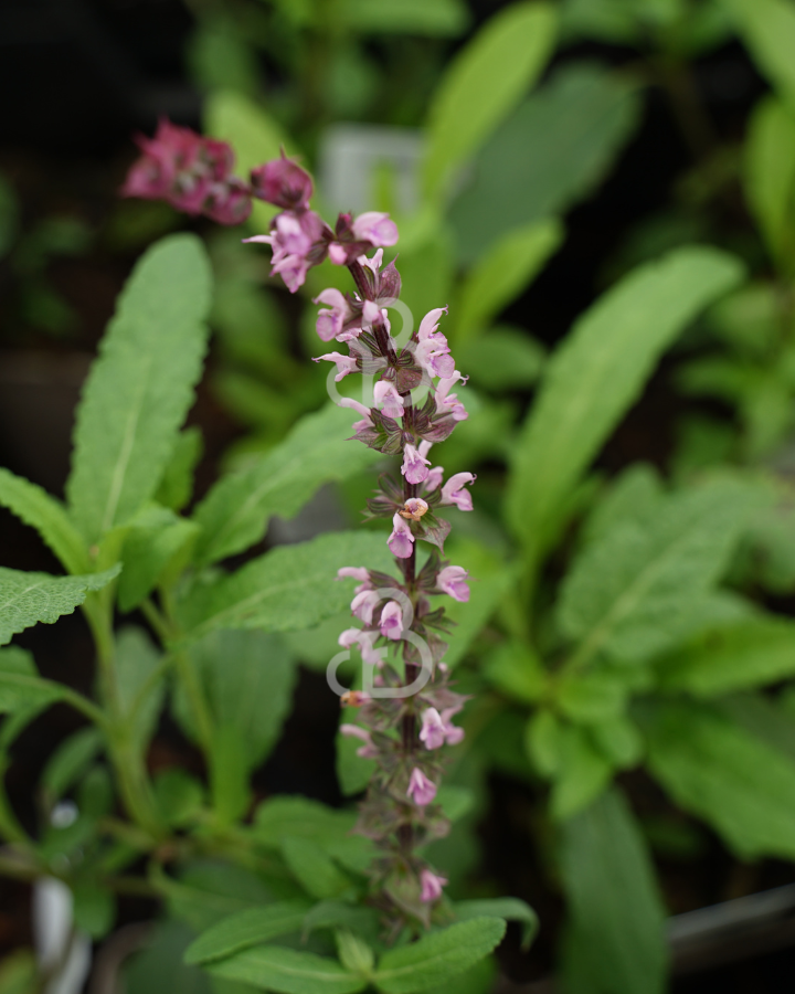 Salvia nem. 'Caradonna Pink' | Salie | Vaste plant