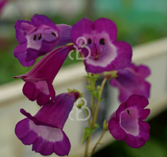 Penstemon 'Purple Passion' | Slangekop | Vaste plant