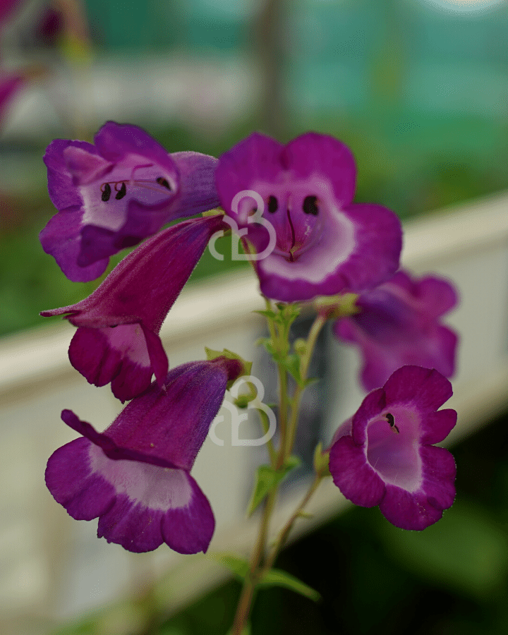 Penstemon 'Purple Passion' | Slangekop | Vaste plant