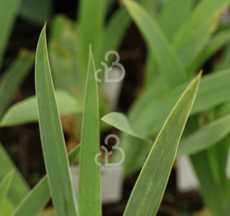 Iris (G) Black knight | Baardiris | Vaste plant