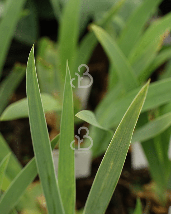 Iris (G) Black knight | Baardiris | Vaste plant