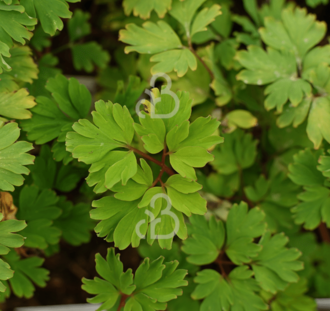 Corydalis elata 'Golden Spinners' | Helmbloem | Vaste plant