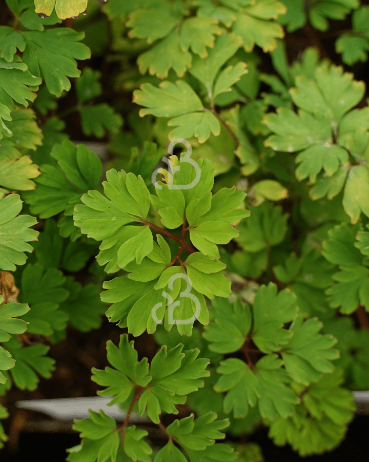 Corydalis elata 'Golden Spinners' | Helmbloem | Vaste plant