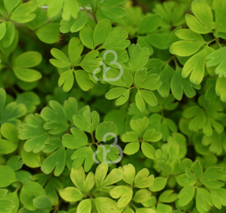 Corydalis elata 'Craigton Blue' | Helmbloem | Vaste plant