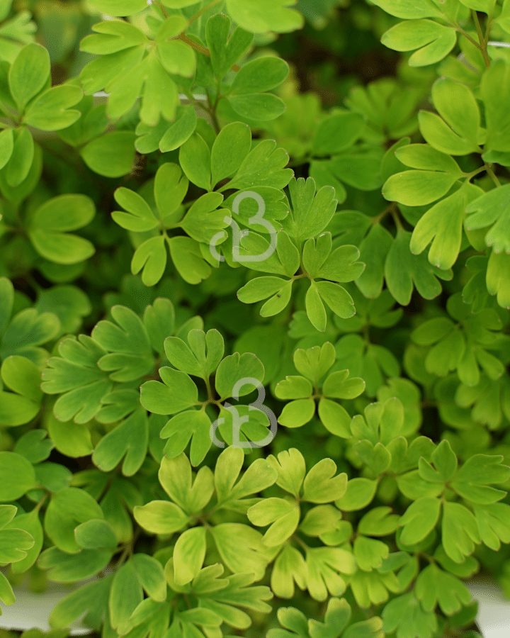 Corydalis elata 'Craigton Blue' | Helmbloem | Vaste plant