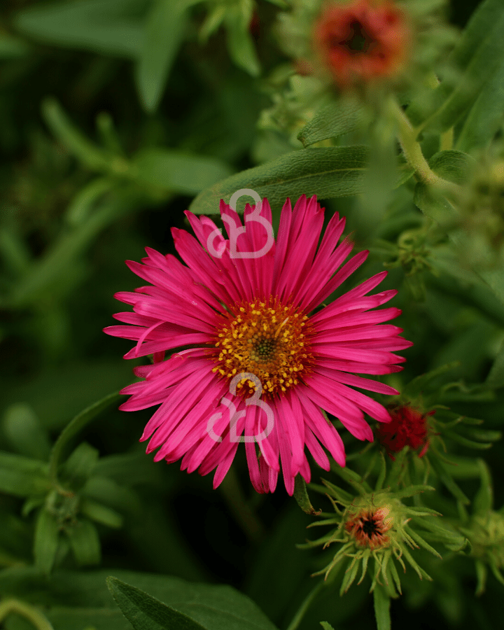 Aster n.a. 'Andenken an alma Potschke' | Aster | Vaste plant