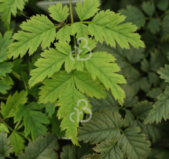 Aruncus 'Misty Lace' | Geitenbaard | Vaste plant