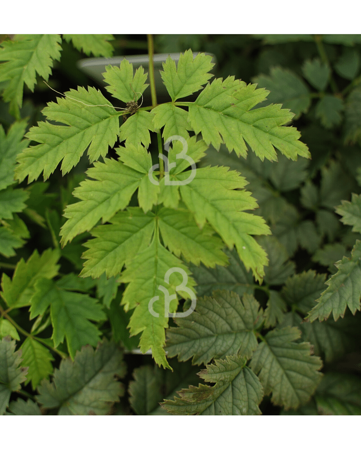 Aruncus 'Misty Lace' | Geitenbaard | Vaste plant