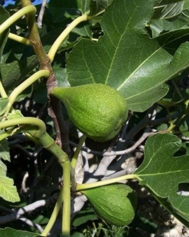 Ficus carica