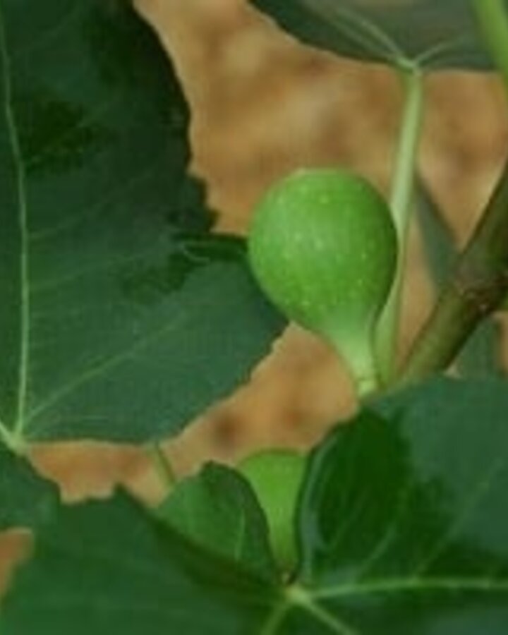 Ficus carica