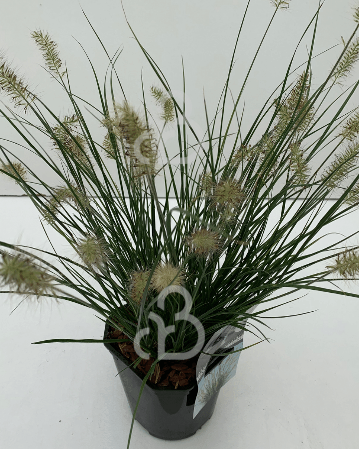 Pennisetum al. 'Little Bunny' | Lampepoetsergras | Siergras