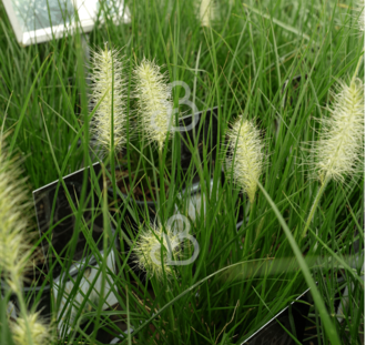 Pennisetum al. 'Little Bunny' | Lampepoetsergras | Siergras