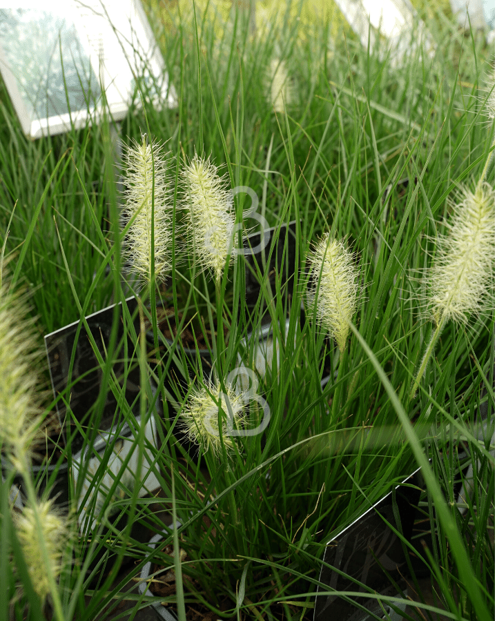 Pennisetum al. 'Little Bunny' | Lampepoetsergras | Siergras