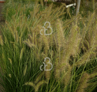 Pennisetum al. 'Hameln' | Lampepoetsergras | Siergras