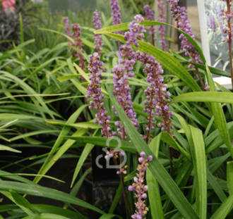 Liriope muscari 'Money Maker' | Leliegras | Siergras