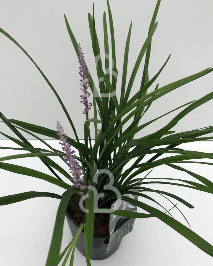 Liriope muscari 'Big Blue' | Leliegras | Siergras