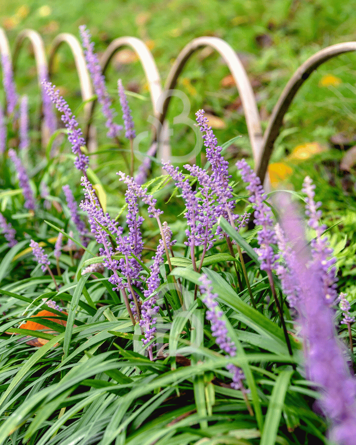 Liriope muscari 'Big Blue' | Leliegras | Siergras