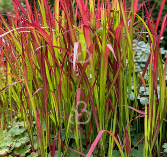 Imperata cylindrica 'Red Baron' | Japans Bloedgras | Siergras