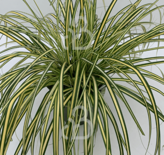 Carex oshimensis 'Evergold'| Zegge | Siergras