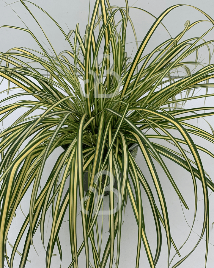 Carex oshimensis 'Evergold'| Zegge | Siergras